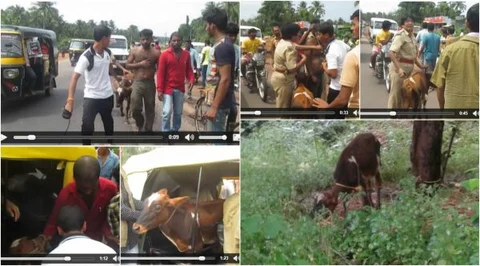ಭಟ್ಕಳದ ಬೀದಿಯಲ್ಲಿ ಹಾಡುಹಗಲೇ ನಡೆದ 'ಗೋ ರಕ್ಷಣೆ' ದೊಂಬರಾಟಕ್ಕೆ ಸಾಕ್ಷಿಯಾದ ಮುದ್ದು ಕರು!