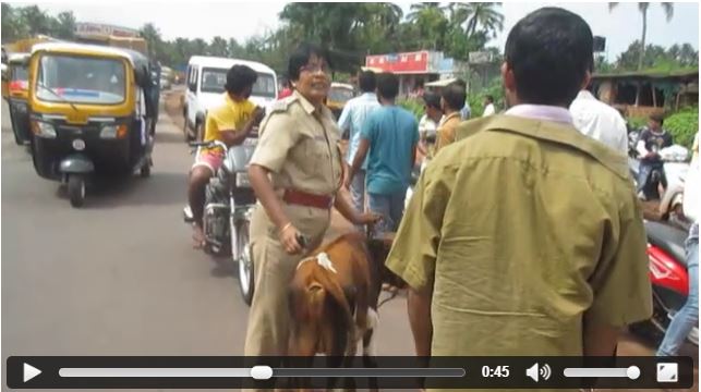 ಭಟ್ಕಳದ ಬೀದಿಯಲ್ಲಿ ಹಾಡುಹಗಲೇ ನಡೆದ 'ಗೋ ರಕ್ಷಣೆ' ದೊಂಬರಾಟಕ್ಕೆ ಸಾಕ್ಷಿಯಾದ ಮುದ್ದು ಕರು!