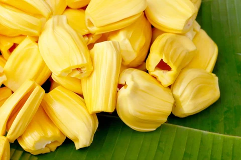 ಹಿತ್ತಲಲ್ಲಿ ಬೆಳೆಯುವ ಹಲಸಿನ ಹಣ್ಣನ್ನು ಈ ಕಾರಣಗಳಿಗಾದರೂ ಮಿಸ್ ಮಾಡ್ಕೊಬೇಡಿ!