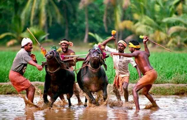 ಕಂಬಳದ ಗದ್ದೆಯಲ್ಲಿ ಕೋಣಗಳು.