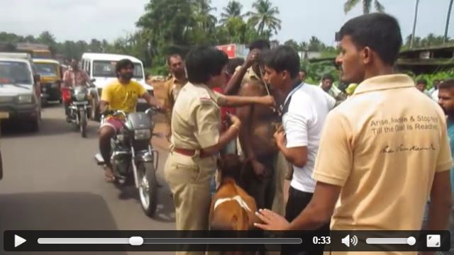 ಭಟ್ಕಳದ ಬೀದಿಯಲ್ಲಿ ಹಾಡುಹಗಲೇ ನಡೆದ 'ಗೋ ರಕ್ಷಣೆ' ದೊಂಬರಾಟಕ್ಕೆ ಸಾಕ್ಷಿಯಾದ ಮುದ್ದು ಕರು!