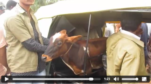 ಭಟ್ಕಳದ ಬೀದಿಯಲ್ಲಿ ಹಾಡುಹಗಲೇ ನಡೆದ 'ಗೋ ರಕ್ಷಣೆ' ದೊಂಬರಾಟಕ್ಕೆ ಸಾಕ್ಷಿಯಾದ ಮುದ್ದು ಕರು!