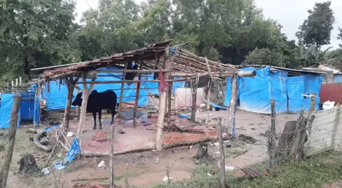 ಹಾವುಗೊಲ್ಲರು ಒಂಟಿಯಾಗಿ ಬಿಟ್ಟು ಹೋದ ಜಾನುವಾರು.