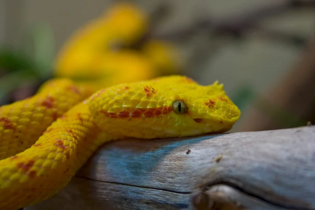 ಬಂಗಾರದ ಭರ್ಜಿ ತಲೆಯ ಹಾವು.
