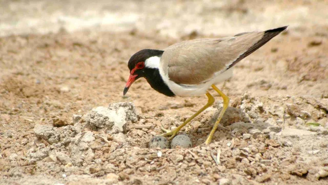 ನೆಲದಲ್ಲೇ ಮೊಟ್ಟೆ ಇಟ್ಟು ಮರಿ ಮಾಡುವ ಕೆಂಪು ಟಿಟ್ಟಿಭ