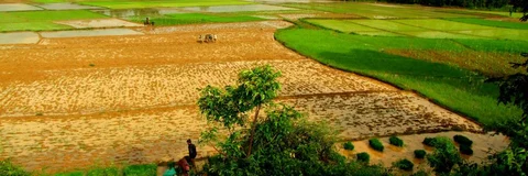 ಬನವಾಸಿಯ ಭತ್ತದ ಗದ್ದೆಗಳು