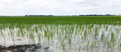 ನೆರೆ ತಡೆದುಕೊಳ್ಳಬಲ್ಲ ಭತ್ತದ ತಳಿಗಳು