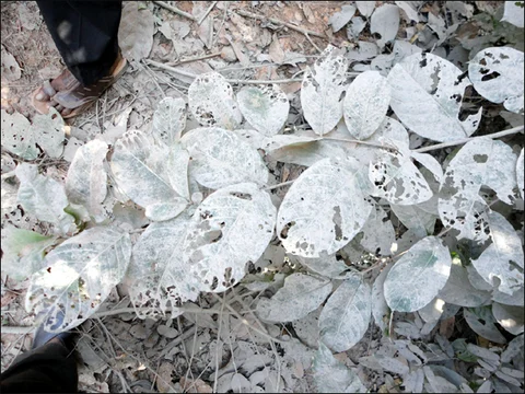 ಎಲೆಗಳ ಮೇಲೆಲ್ಲಾ ಬೂದಿ ಮಳೆ