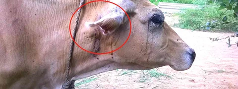 ಕೊಡಗಿನ ‘ಪುಣ್ಯಕೋಟಿ’ ಕಥೆ; ಪ್ರವಾಹ ತಗ್ಗುತ್ತಲೇ ಹಸುಗಳ ಮೇಲೆರಗಿದ ವ್ಯಾಘ್ರಗಳು