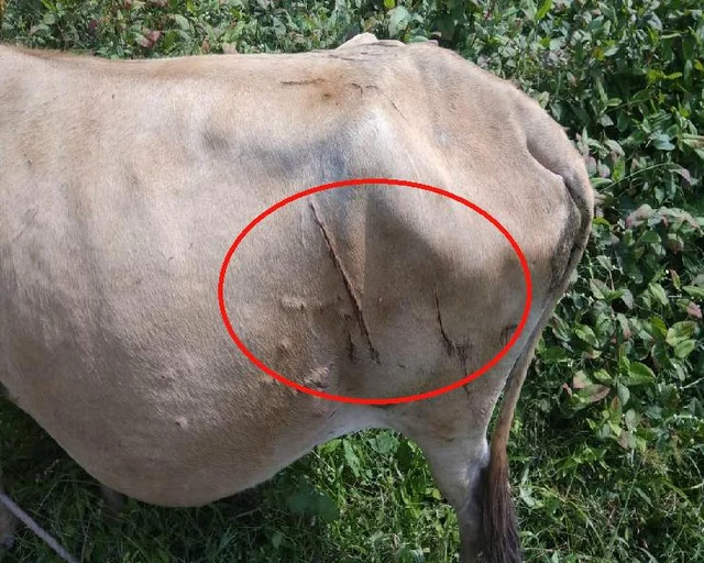 ಹಸುವಿನ ಮೇಲೆ ಹುಲಿ ಎರಗಿ ಆಗಿರುವ ಗಾಯ