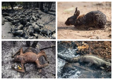 ಬಂಡೀಪುರದಲ್ಲಿ ಉಂಟಾದ ಕಾಡ್ಗಿಚ್ಚಿಗೆ ಬಲಿಯಾದ ಕಾಡುಪ್ರಾಣಿಗಳು ಎಂದು ಸುದ್ದಿ ಹಬ್ಬಿಸಲು ಬಳಸಿದ ಈ ಎಲ್ಲಾ ಫೊಟೋಗಳು ನಕಲಿ. 