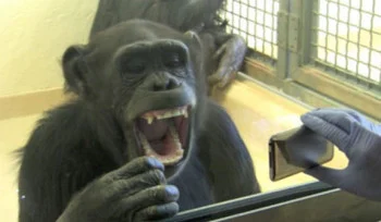 Empathy No Longer Divides Humans And Chimps. What Now?