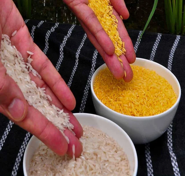 The Dirty Politics Against GM Crops