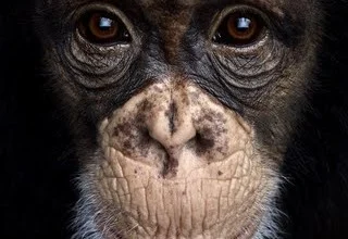 Empathy No Longer Divides Humans And Chimps. What Now?