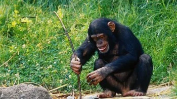 Empathy No Longer Divides Humans And Chimps. What Now?