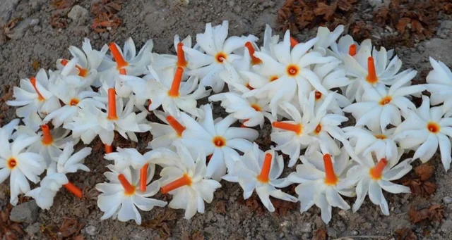 Haarsringar: The source of orange and fragrance. 