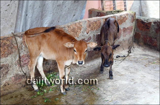 Cows that have been stolen have never been found. 
