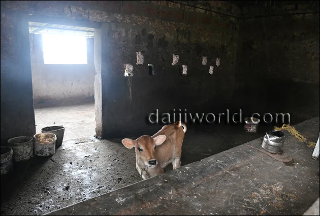 37 cows over eight years have been stolen from Kalyaniamma’s cattle-shed. 