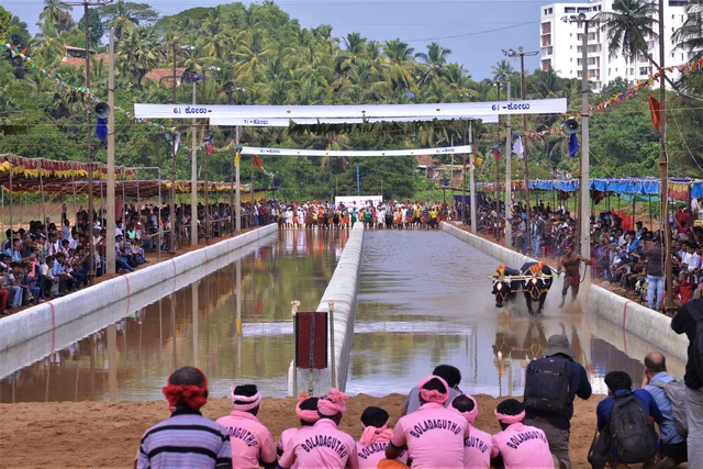 Mangaluru Kambala