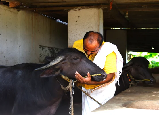 The relationship between owners and their bulls is plain parenthood.