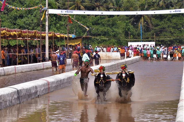 Kamabala bull running at the Rama Lakshmana Kare at Mangaluru Kambala 