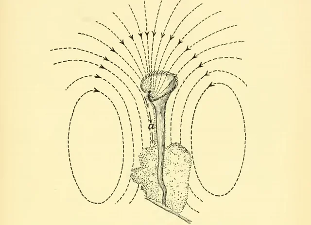 <i>Stentor roeselii </i>creating the small water currents with movement of cilia: Jenninings (1906)