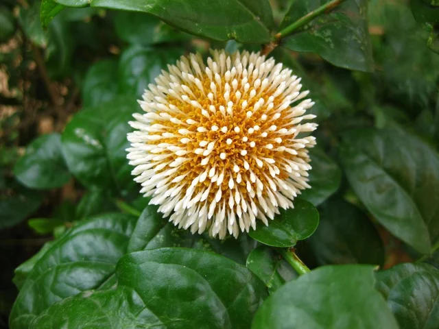 The Kadamba Pushpa. 
