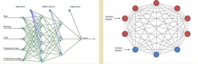 The more interlinked Boltzmann system (right) is considered apt for understanding cellular level behaviour than the conventional ANN network (left). 