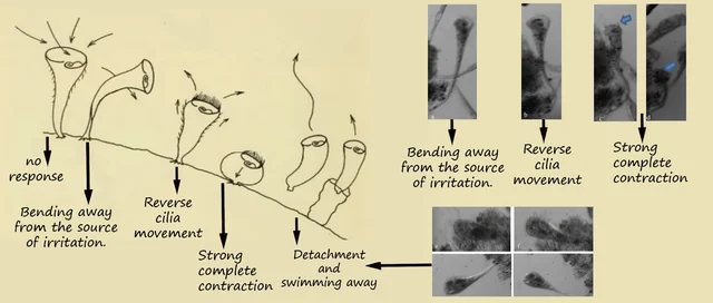 Jennings’ observations made 117 years ago (left) now validated (right).