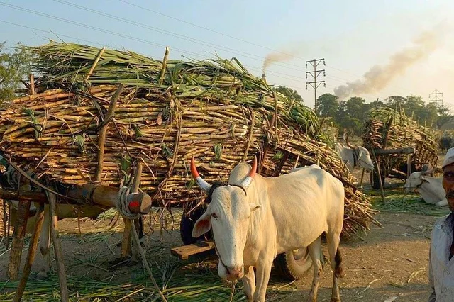 Bullock carts laden with sugarcane outside a sugar factory in Maharashtra. 
