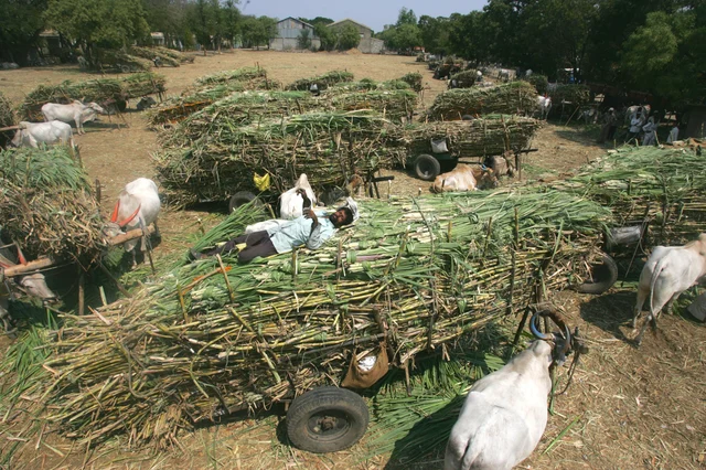 Sugarcane being loaded on to a cart in Baramati, Maharashtra 