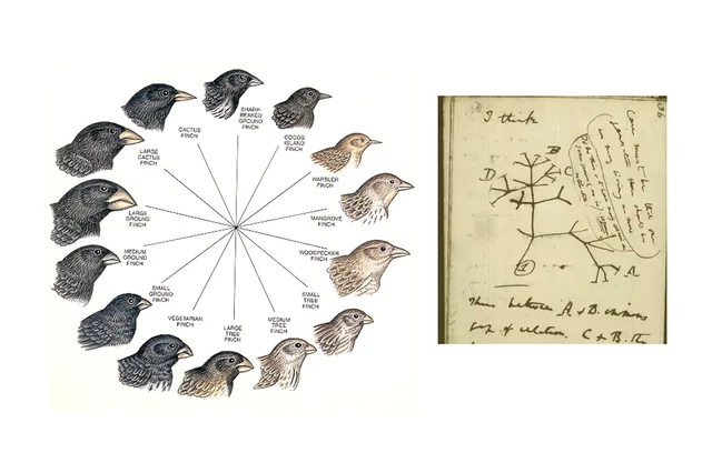 The adaptive radiation of Darwin’s finches which led to one of the greatest discoveries of all time.