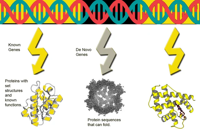 Based on ‘Foldability of a Natural De Novo Evolved Protein’: Bungard et al, 2017