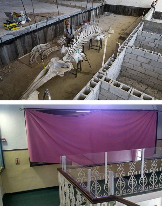 (Top) Work in progress at the Steinhardt Museum of Natural History in Tel Aviv: Whale skeleton replica getting prepared. (Bottom) Science under veil: Exhibit on human evolution kept under shroud at the Biblical Museum of Natural History, Beit Shemesh,Jerusalem. Pictures Courtesy: ‘Times of Israel’