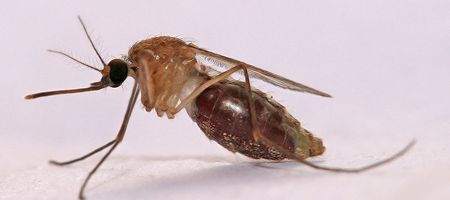 Gates says malaria vaccine could be here in three years
