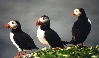 Puffins search for optimal migration route