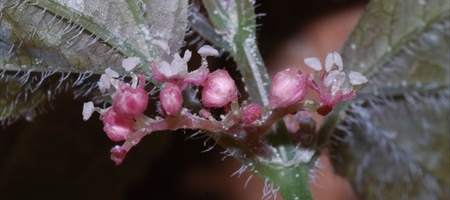 New cave-dwelling plant discovered
