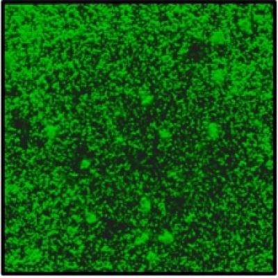 Spaceflight alters bacterial social networks