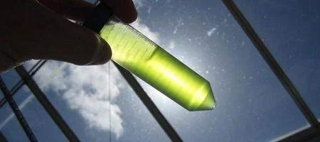 Engineered algae produce complex anti-cancer drug