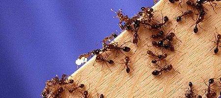 'Digital ants' check networks for viruses