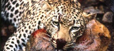 Snow Leopard glitch means Windows 7 runs faster - on Macs