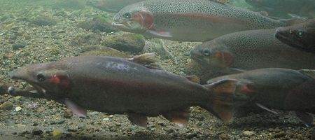 Source of animals' magnetic sense found