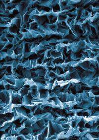 Crumpled graphene forms artificial muscles