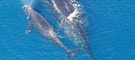 Whales stressed out by shipping noise