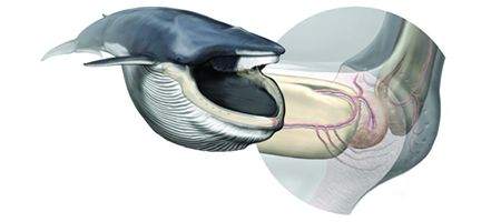 New sensory organ discovered in whales