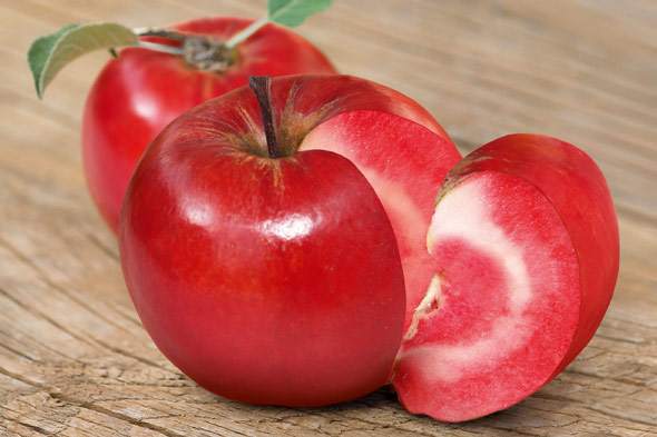 Swiss researcher shows natural breeding better than GMOs