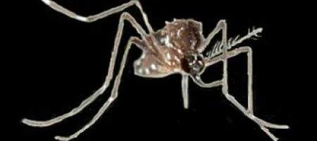 Mozzies learn to ignore DEET