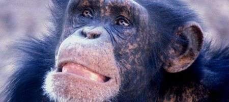 Apes get mid-life crises too