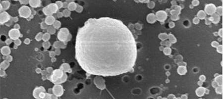 Ancient microbes tough it out in Antarctic lake