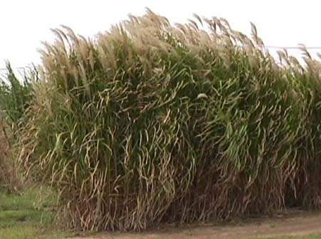 Garbage microbe could help lower the cost of biofuel